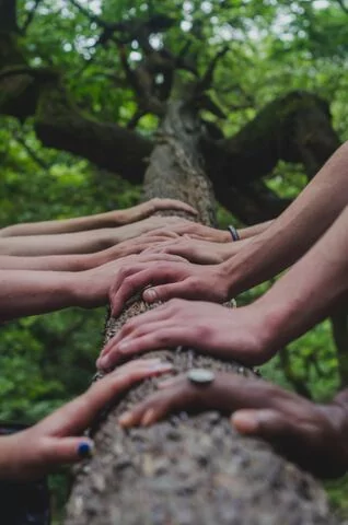 Many people's hands together on a tree in the forest