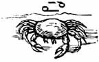 sketch of a crab, Cancer zodiac symbol