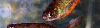 Progressed Ascendant in Pisces, Fish